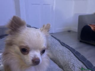 Chihuahua dogs Proven stud Dog - Advert 19