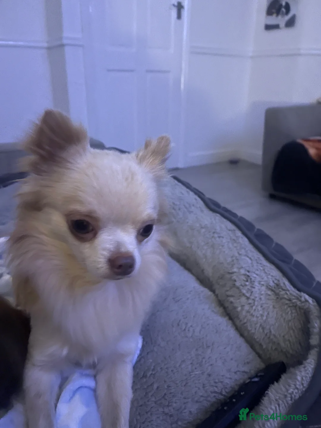 Chihuahua dogs for stud: Proven stud Dog - Advert 1