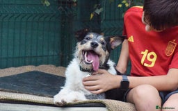 Fox Terrier dogs for adoption: Rex - fox terrier mix - Image 12