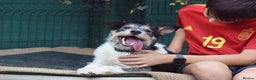 Fox Terrier dogs for adoption: Rex - fox terrier mix - Advert 14