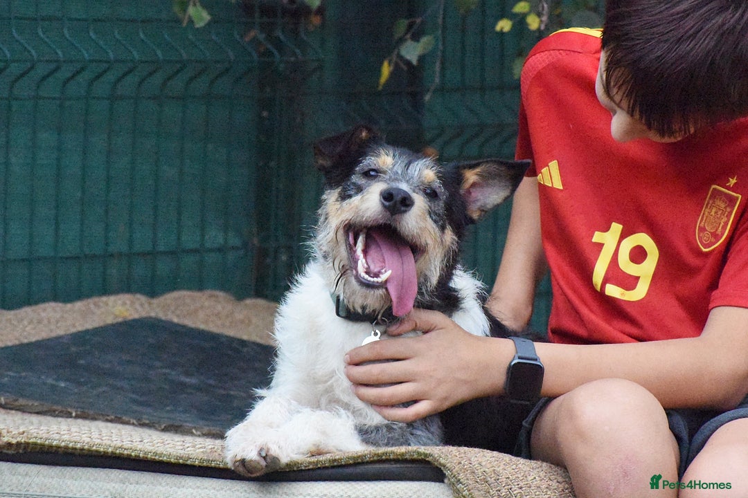 Fox Terrier dogs for adoption: Rex - fox terrier mix - Image 12