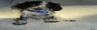 Cocker Spaniel 2