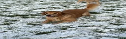 Golden Retriever dogs for sale: KC registered Golden Retriever Puppies - Advert 8