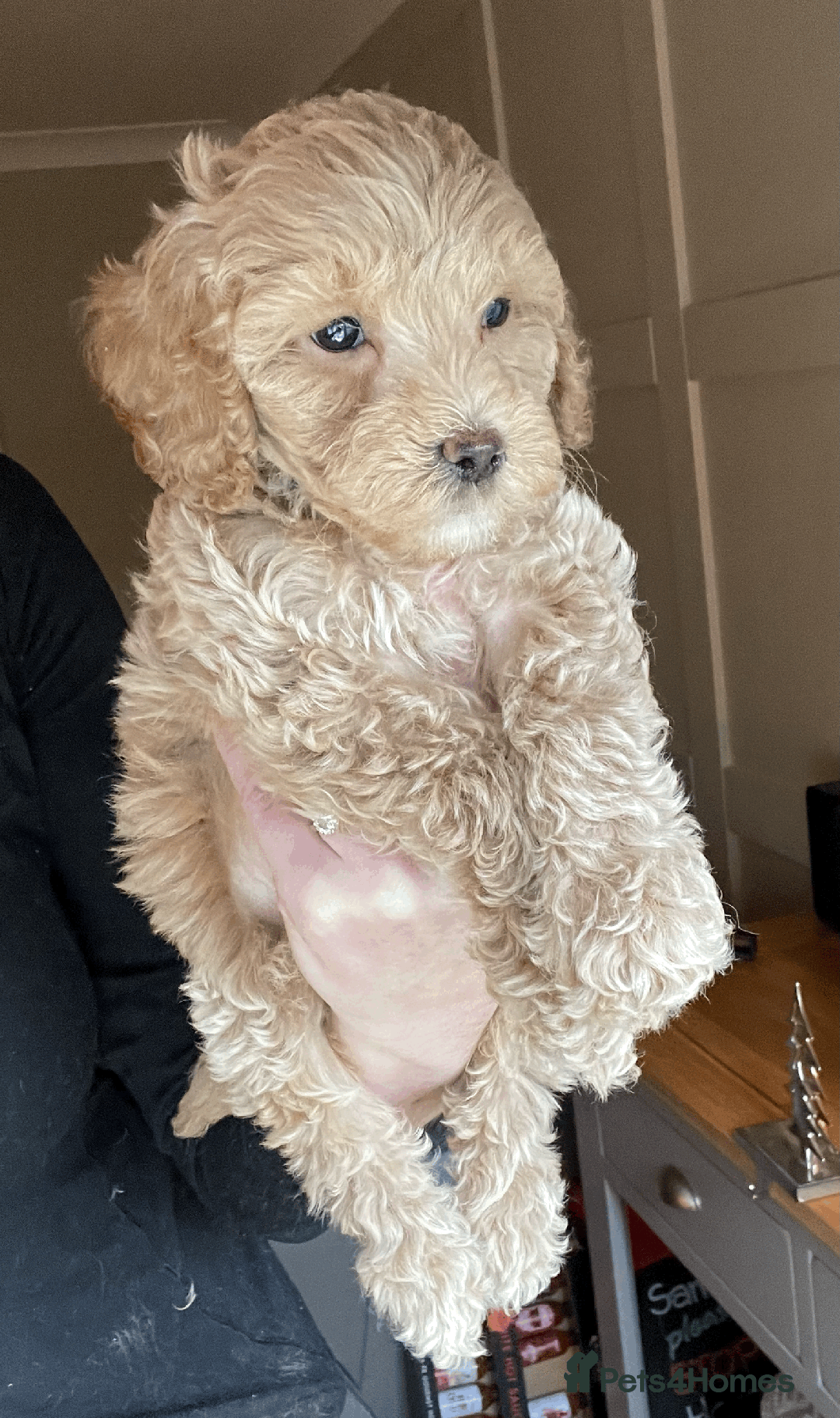 Cockapoo dogs for sale: F1b TOY COCKAPOO PUPS - DNA Health Tested!! - Advert 30