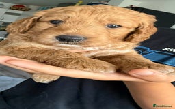Goldendoodle dogs for sale: Goldendoodle Puppy 1 - F1 Minature Goldendoodle puppies  - Image 1