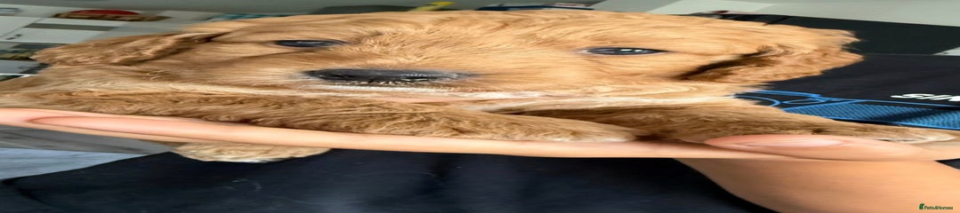 Goldendoodle Puppy 1