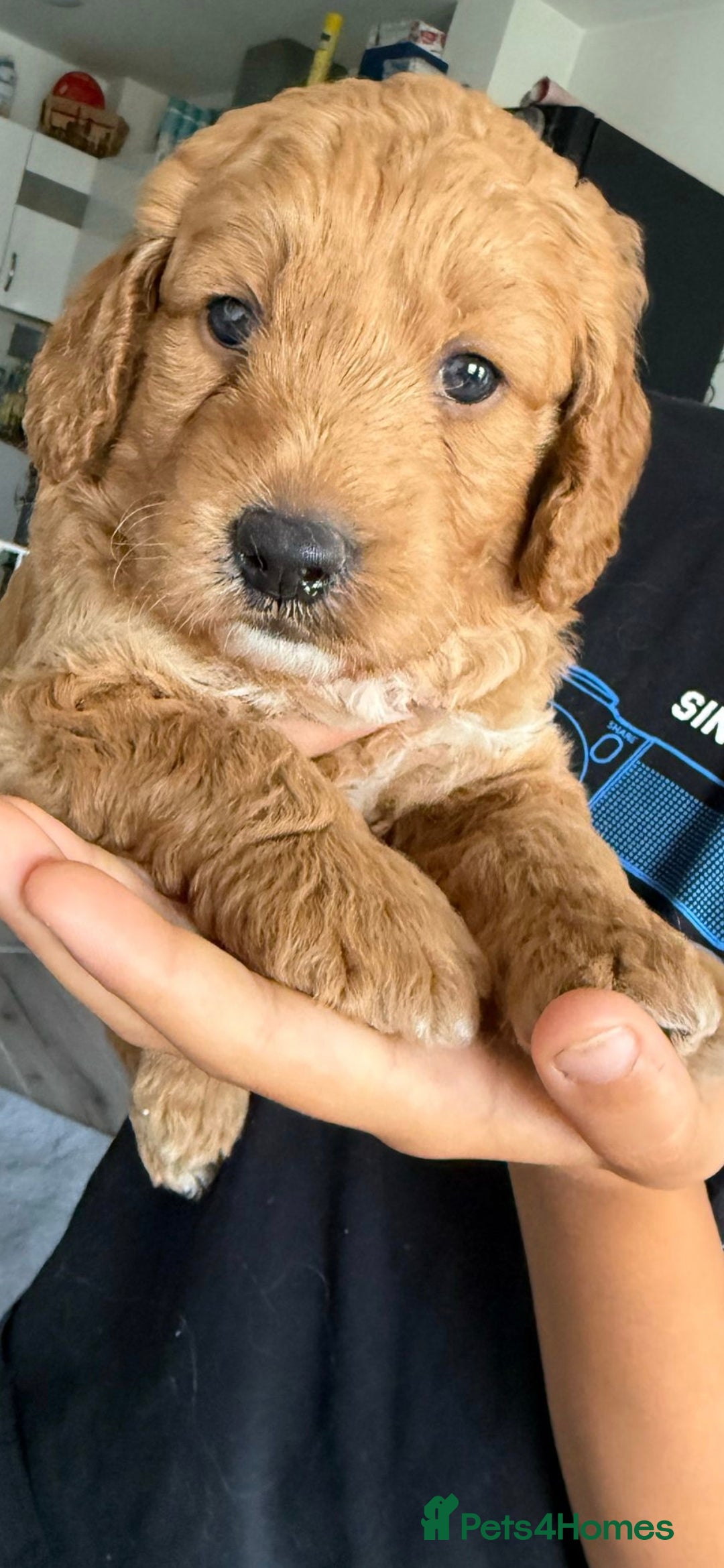 Goldendoodle dogs for sale: Goldendoodle Puppy 1 - F1 Minature Goldendoodle puppies  - Image 1