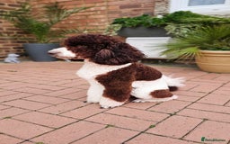 Goldendoodle dogs for stud: FULLY HEALTH TESTED! MOYEN POODLE STUD! in Kettering - Image 7