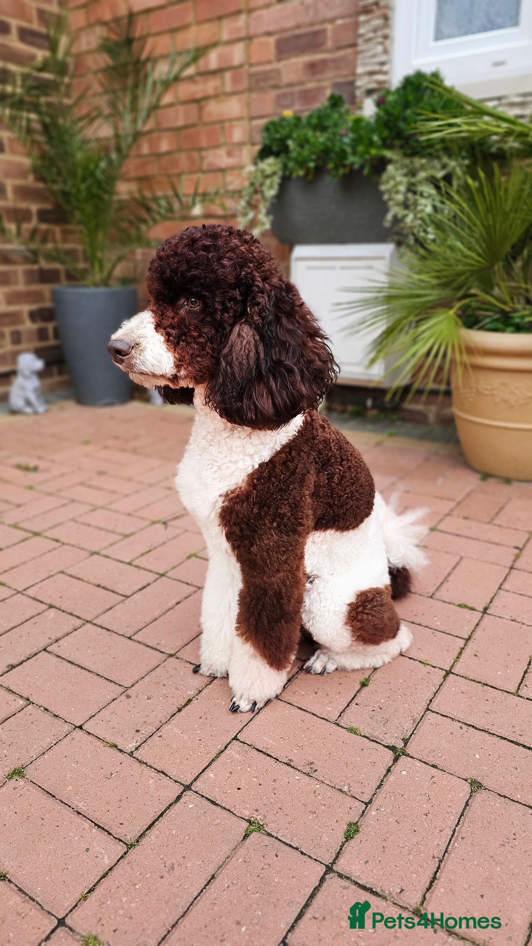 Goldendoodle dogs for stud: FULLY HEALTH TESTED! MOYEN POODLE STUD! in Kettering - Image 7