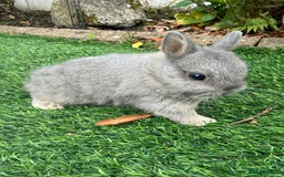 Netherland Dwarf rabbits for sale: Pure Netherland Dwarf - Image 5