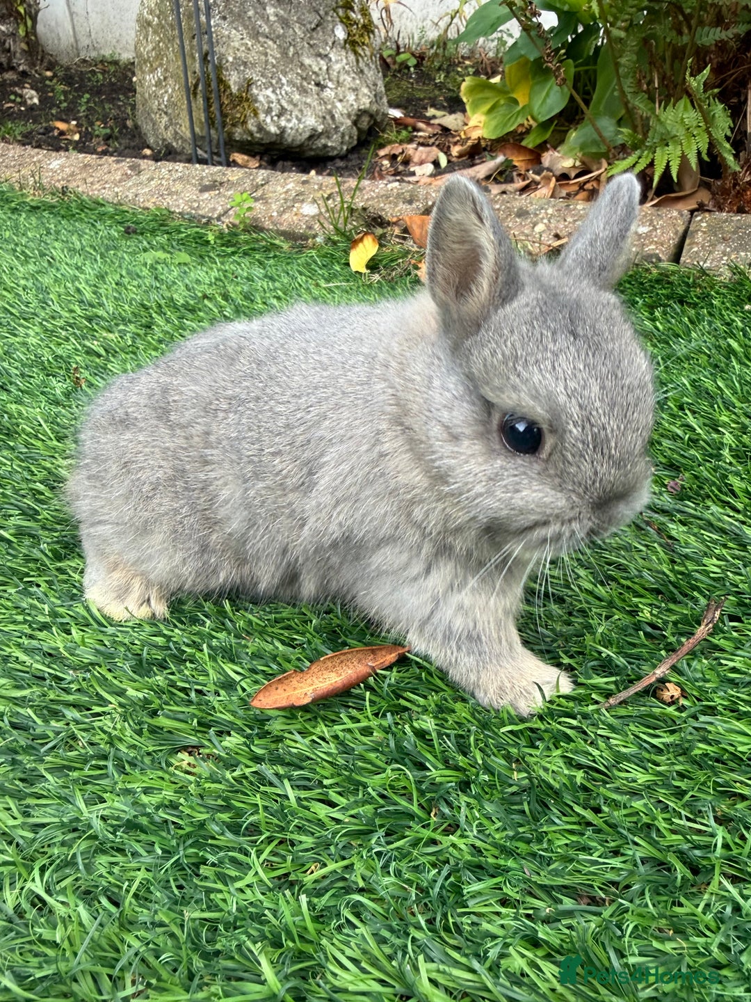 Netherland Dwarf rabbits for sale: Pure Netherland Dwarf - Image 5