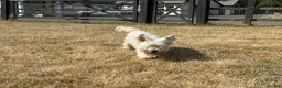 West Highland Terrier dogs for sale: Champion Bloodline, KC reg Puppies in Newark - Advert 14