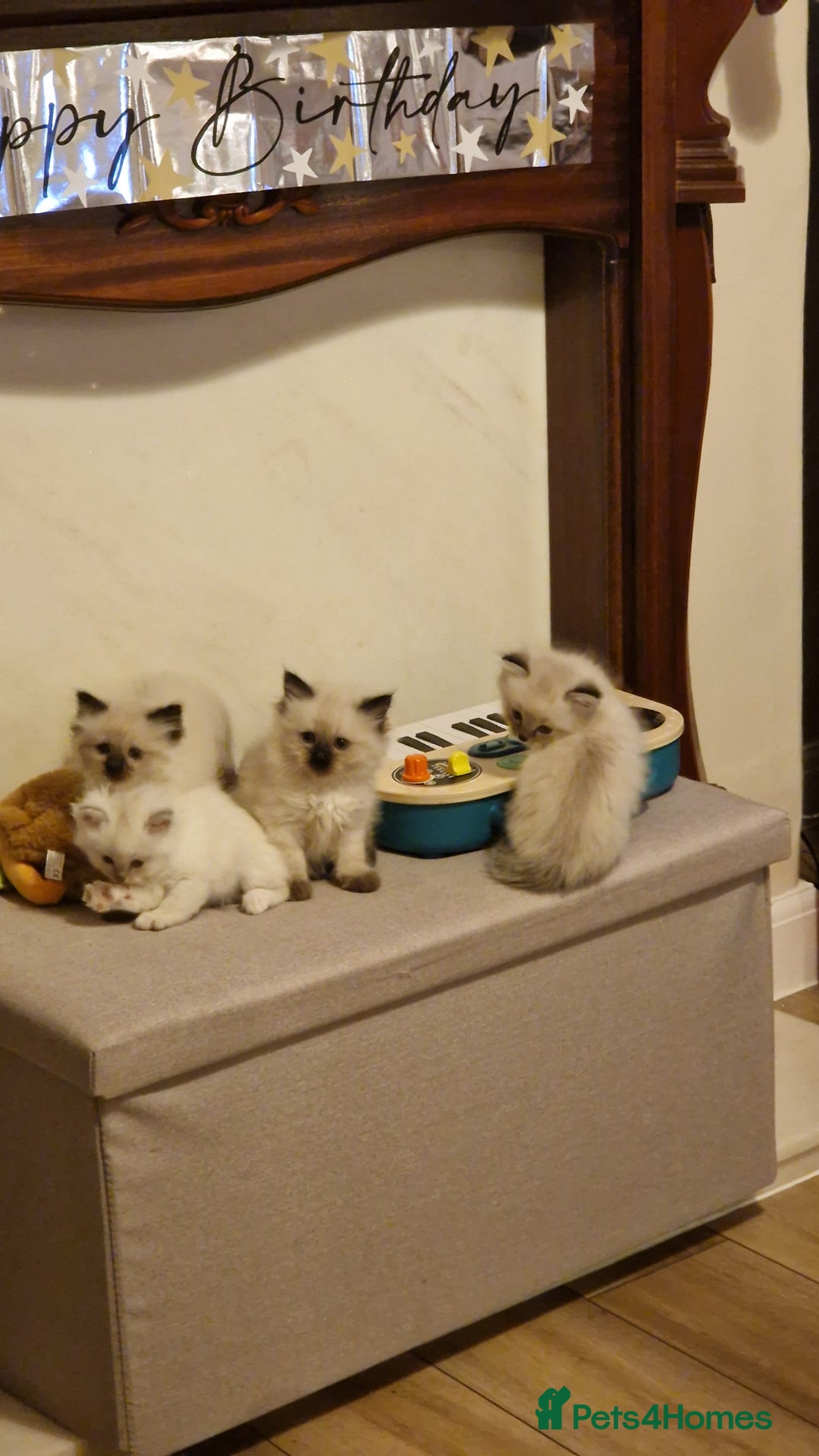 Ragdoll cats for sale: Ragdoll kittens - Advert 3