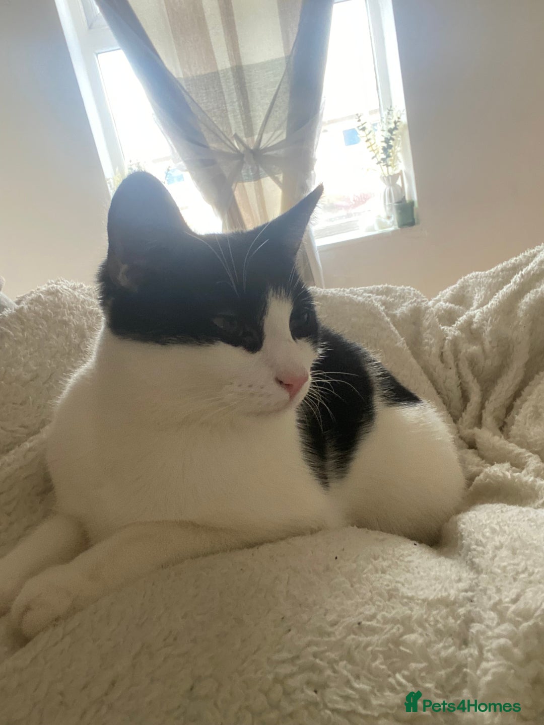 Turkish Van cats for sale: Kitten (Turkish Van X ) - Advert 3