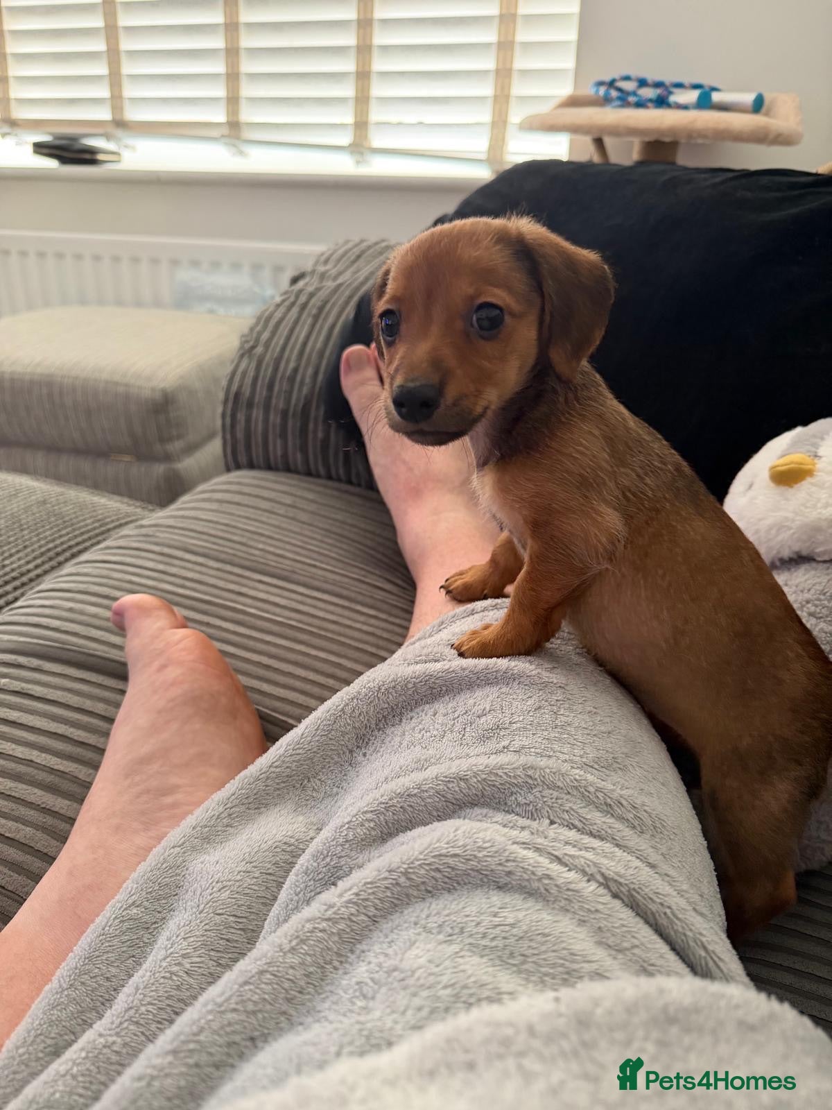 Jackshund dogs Daisy  - Advert 1