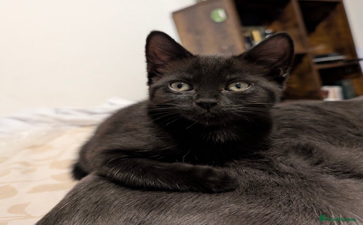 Mixed Breed cats - Advert 10