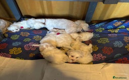 Bichon Frise dogs for sale: 7 gorgeous pure Bichon puppies  - Image 12
