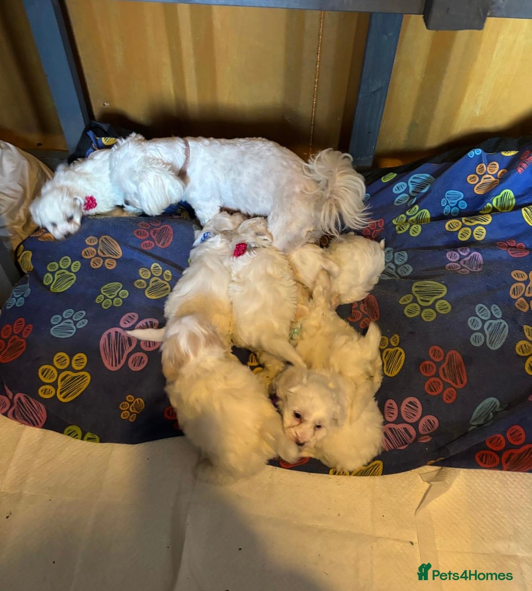 Bichon Frise dogs for sale: 7 gorgeous pure Bichon puppies  - Image 12