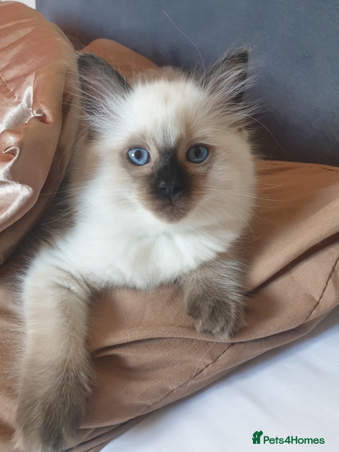 fully seal point ragdoll kittens for sale in Holywell Pets4Homes
