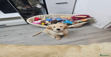 Golden Retriever dogs - Advert 3