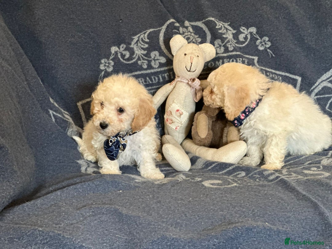 Poochon dogs for sale: Superb litter of Poochon's  - Advert 6