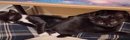 Mixed Breed cats for adoption: ADOPTION: Palmier - Advert 3