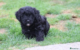 Cavapoochon dogs for sale: Beautiful Cavapoochon puppies for sale - Image 33