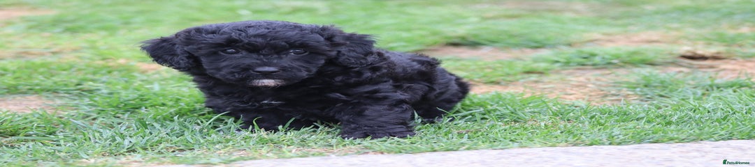 Cavapoochon Puppy 4