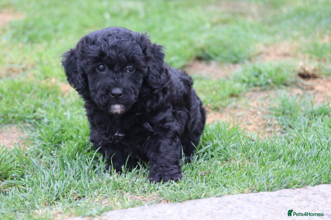 Cavapoochon dogs for sale: Beautiful Cavapoochon puppies for sale - Image 33