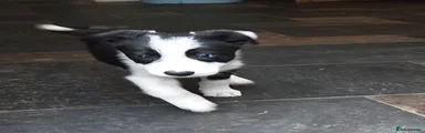 Border Collie Puppy 4