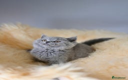 British Shorthair cats for sale: GCCF reg blue kittens  - Image 13