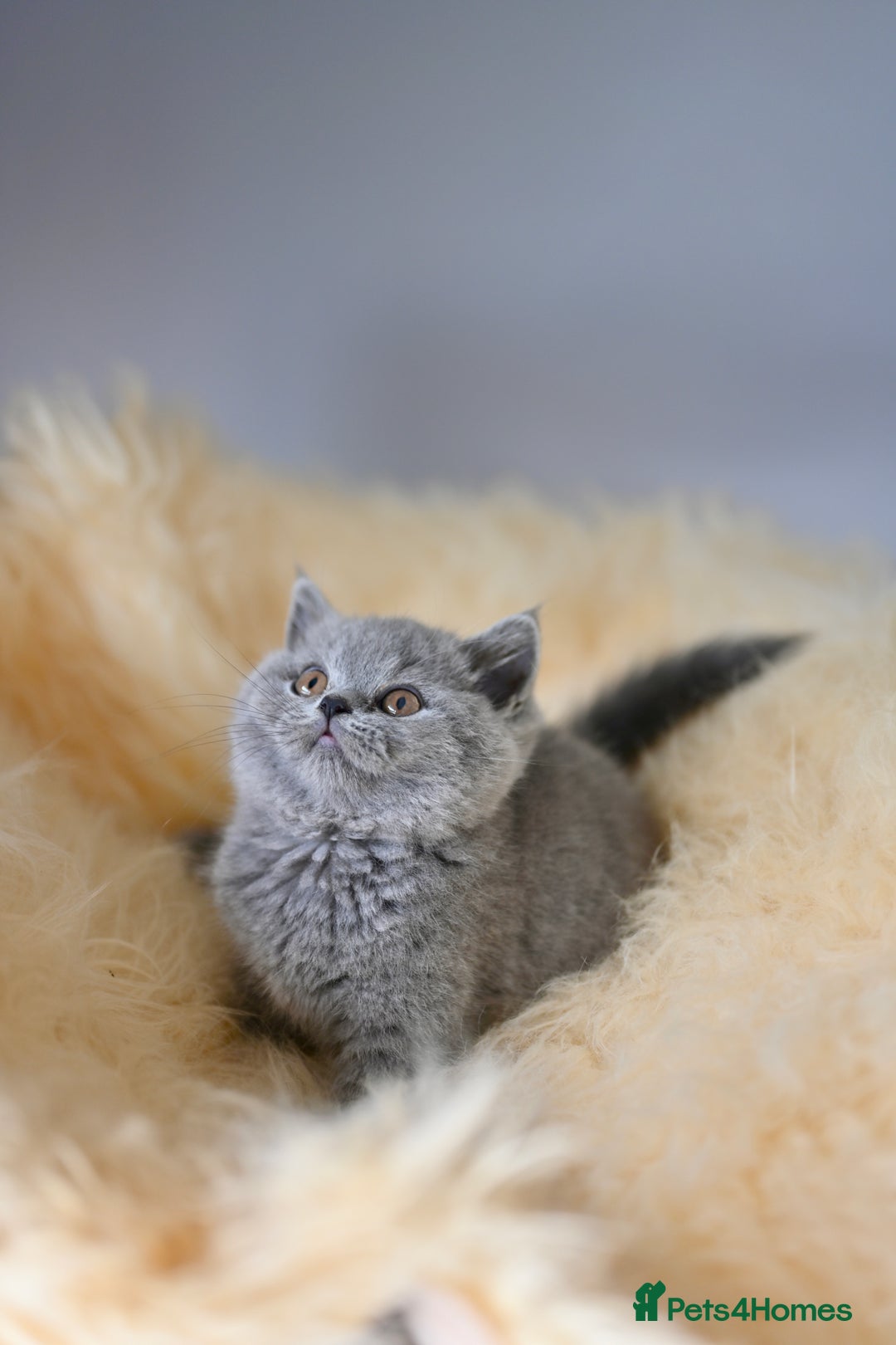 British Shorthair cats for sale: GCCF reg blue kittens  - Image 13