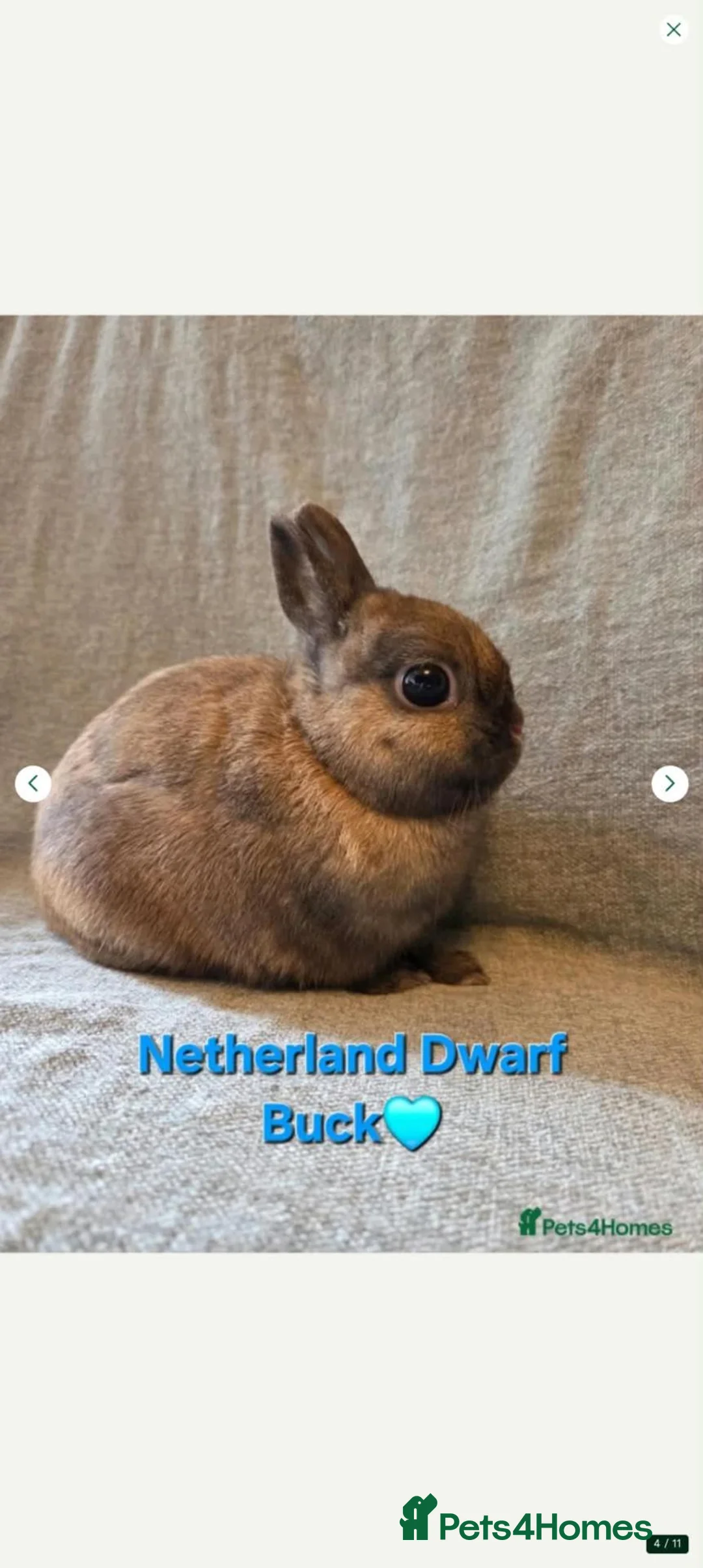 Netherland Dwarf rabbits for sale: Netherland dwarf bunny looking for a new home in Liverpool - Advert 2