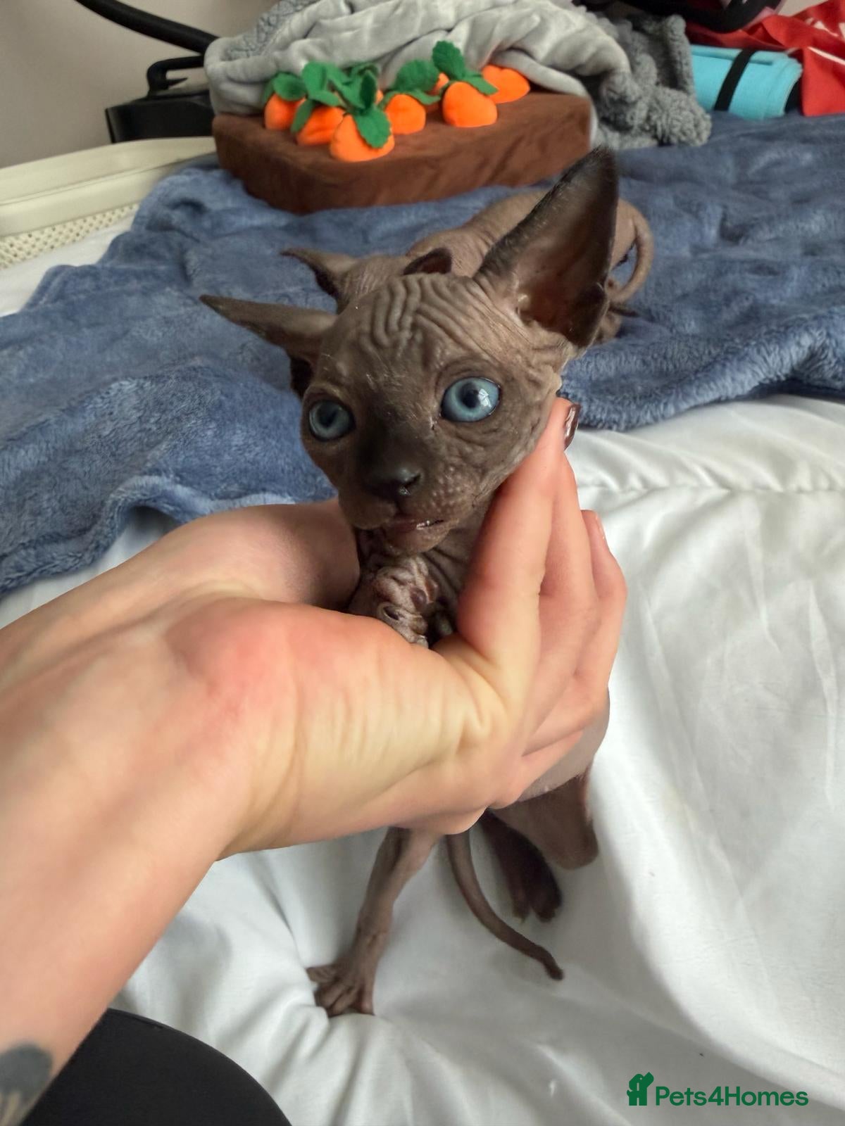 Sphynx cats Sphinx for sale - Advert 4