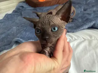 Sphynx cats Sphinx for sale - Advert 4