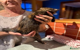 Mixed Breed cats for sale: 2 CUTE TORTOISESHELL GIRLS  - Image 17
