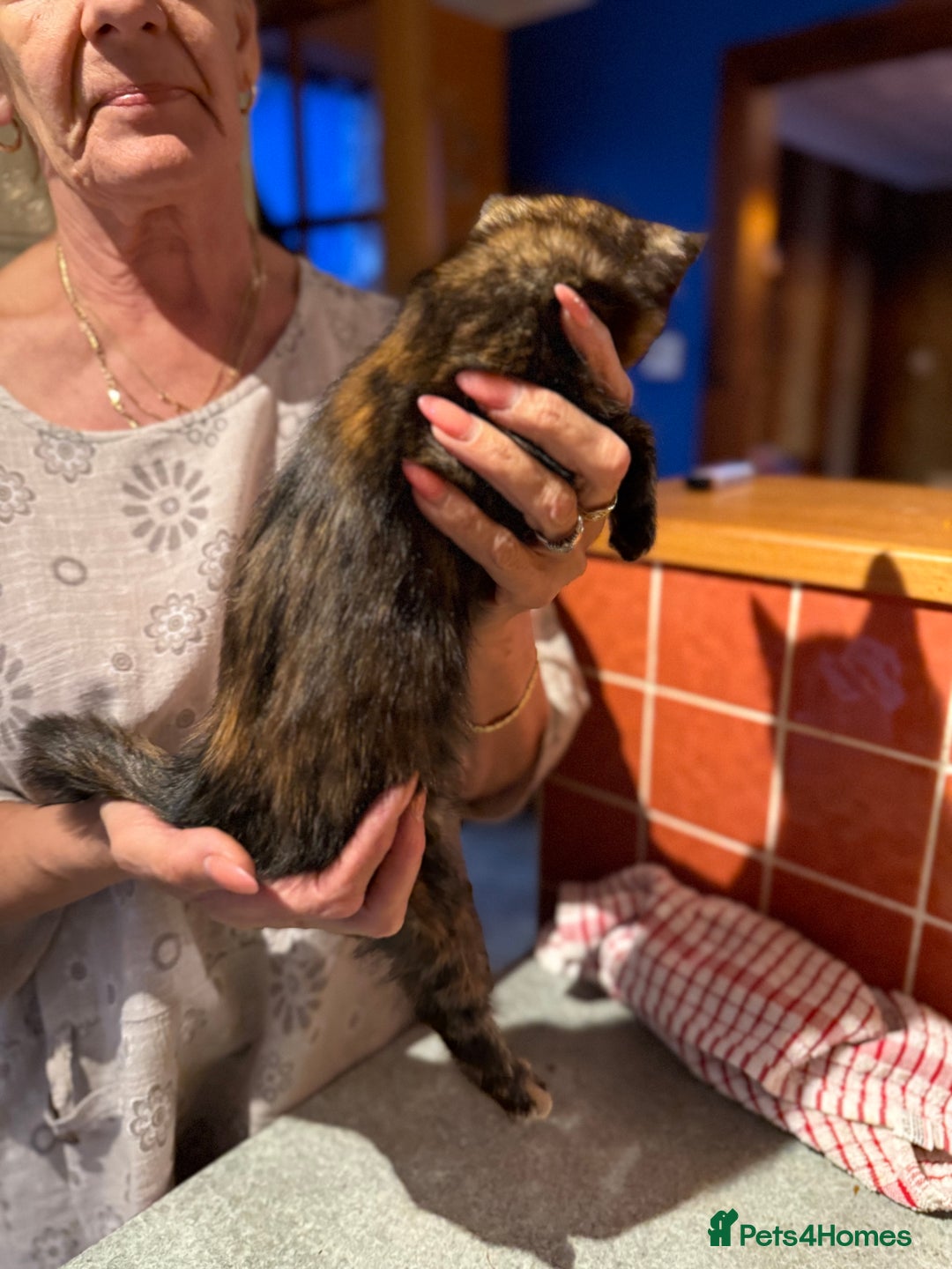 Mixed Breed cats for sale: 2 CUTE TORTOISESHELL GIRLS  - Image 17