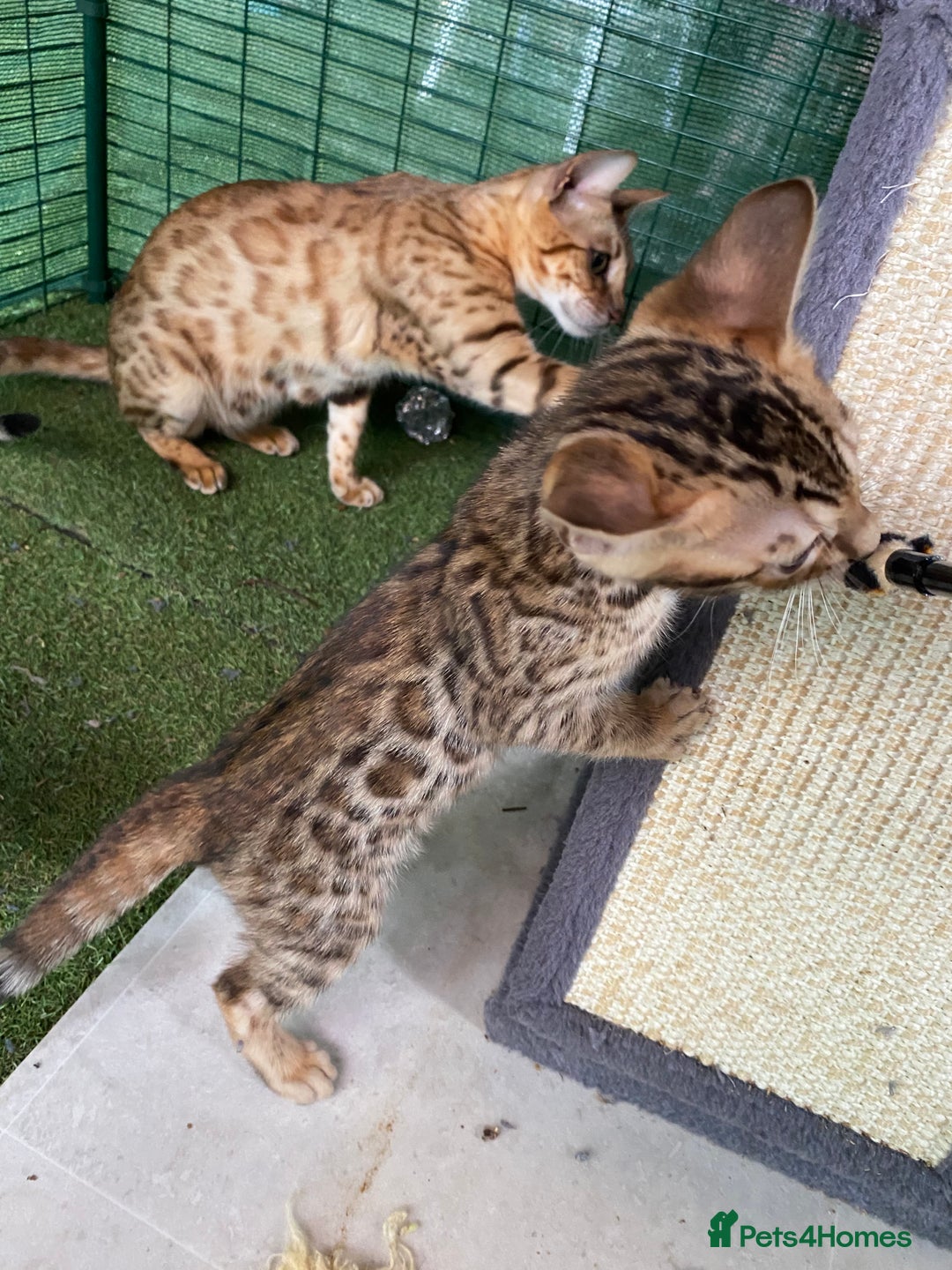 Bengal cats for sale: Health Tested TICA 🩷Bengal female kittens  - Image 18