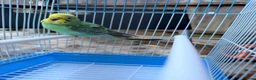 Budgerigars birds for sale: Budgies For sale in Luton - Advert 6