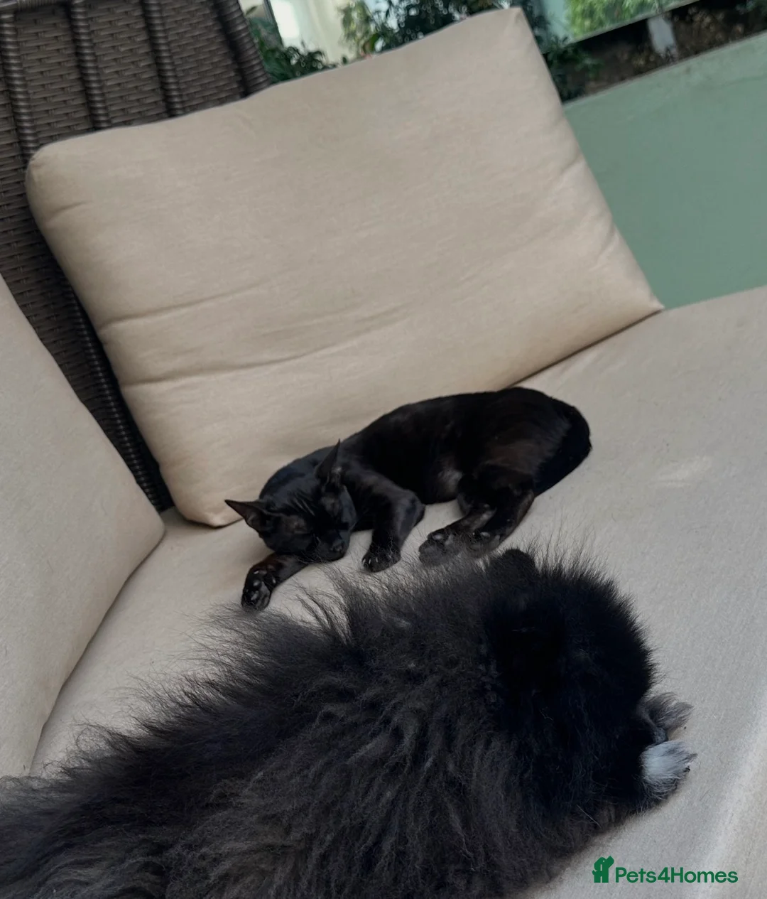 Bengal cats for sale: 1.5 yr old black female Bengal - Advert 3