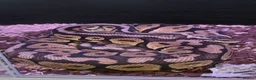 Python Snake reptiles for sale: Firefly female royal python  in Horsham - Advert 3