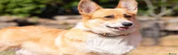Welsh Corgi Pembroke dogs for sale: Beautiful Welsh Pembroke corgi female  - Advert 11