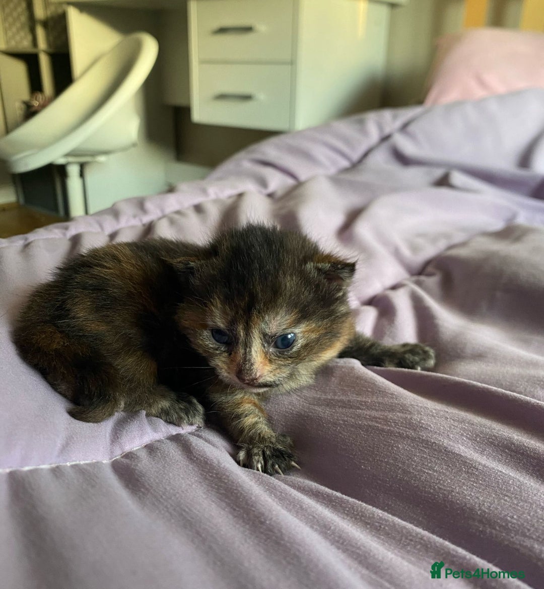 Domestic Shorthair cats for sale: 2 kittens looking for their new home  - Image 2
