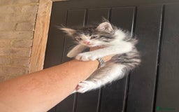 Maine Coon cats for sale: 3 boys Maine coon & 1 white female ready 13th aug! - Image 2