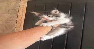 Maine Coon cats - Advert 4