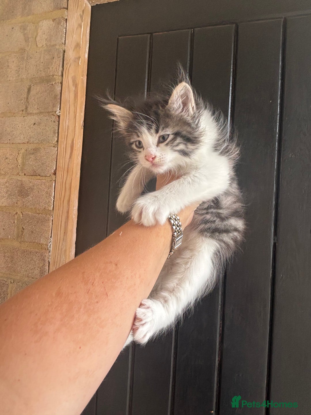 Maine Coon cats for sale: 3 boys Maine coon & 1 white female ready 13th aug! - Image 2