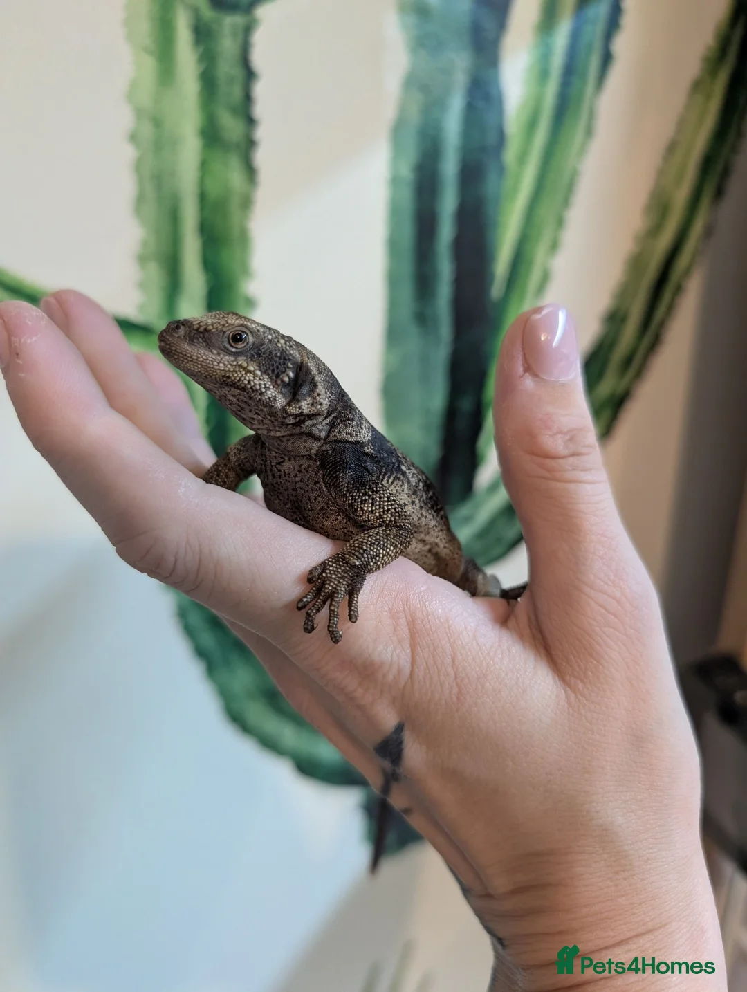 Lizard reptiles for sale: Stunning Chuckwalla in York - Advert 3