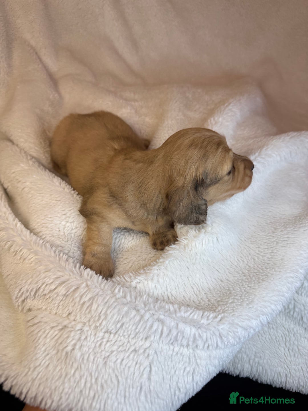 Miniature Dachshund dogs for sale: LONG HAIRED MINI DACSHUND  - Advert 5