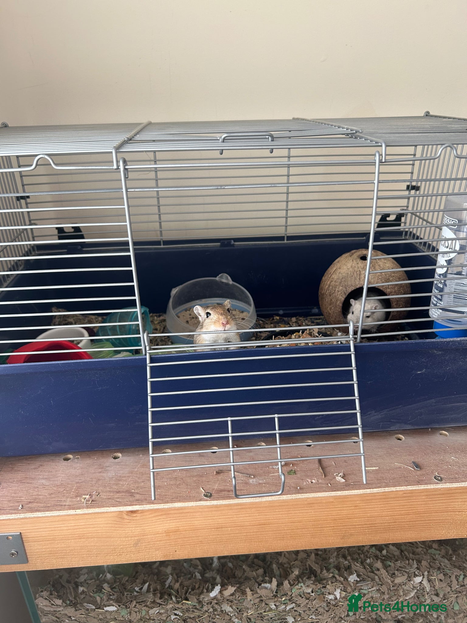 Gerbil rodents Pair or lady gerbils - Advert 1