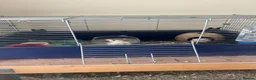 Gerbil rodents for sale: Pair or lady gerbils in Burton-on-Trent - Advert 1